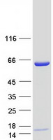 LMNB2 / Lamin B2 Protein - Purified recombinant protein LMNB2 was analyzed by SDS-PAGE gel and Coomassie Blue Staining