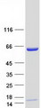 LMNB2 / Lamin B2 Protein - Purified recombinant protein LMNB2 was analyzed by SDS-PAGE gel and Coomassie Blue Staining
