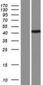 LMNTD1 / IFLTD1 Protein - Western validation with an anti-DDK antibody * L: Control HEK293 lysate R: Over-expression lysate