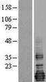 LMO4 Protein - Western validation with an anti-DDK antibody * L: Control HEK293 lysate R: Over-expression lysate