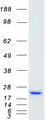 LMO4 Protein - Purified recombinant protein LMO4 was analyzed by SDS-PAGE gel and Coomassie Blue Staining