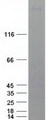 LMTK3 Protein - Purified recombinant protein LMTK3 was analyzed by SDS-PAGE gel and Coomassie Blue Staining