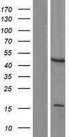 LMX1A Protein - Western validation with an anti-DDK antibody * L: Control HEK293 lysate R: Over-expression lysate