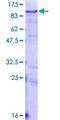 LNX1 / LNX Protein - 12.5% SDS-PAGE of human LNX1 stained with Coomassie Blue