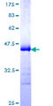 LNX2 Protein - 12.5% SDS-PAGE Stained with Coomassie Blue.