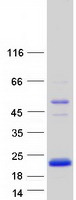 LOC100128071 Protein - Purified recombinant protein FAM229A was analyzed by SDS-PAGE gel and Coomassie Blue Staining