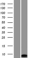 LOC100130933 Protein - Western validation with an anti-DDK antibody * L: Control HEK293 lysate R: Over-expression lysate