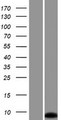 LOC100130933 Protein - Western validation with an anti-DDK antibody * L: Control HEK293 lysate R: Over-expression lysate