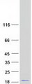 LOC100132288 Protein - Purified recombinant protein LOC100132288 was analyzed by SDS-PAGE gel and Coomassie Blue Staining