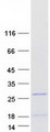 LOC283392 Protein - Purified recombinant protein LOC283392 was analyzed by SDS-PAGE gel and Coomassie Blue Staining