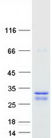 LOC285908 Protein - Purified recombinant protein LOC285908 was analyzed by SDS-PAGE gel and Coomassie Blue Staining