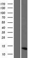 LOC286238 Protein - Western validation with an anti-DDK antibody * L: Control HEK293 lysate R: Over-expression lysate