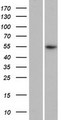 LOC391003 / PRAMEF18 Protein - Western validation with an anti-DDK antibody * L: Control HEK293 lysate R: Over-expression lysate