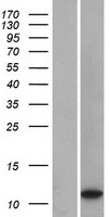 LOC401052 Protein - Western validation with an anti-DDK antibody * L: Control HEK293 lysate R: Over-expression lysate