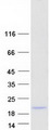 LOC401052 Protein - Purified recombinant protein LOC401052 was analyzed by SDS-PAGE gel and Coomassie Blue Staining