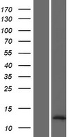 LOC728392 Protein - Western validation with an anti-DDK antibody * L: Control HEK293 lysate R: Over-expression lysate