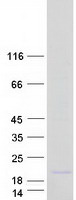 LOC728392 Protein - Purified recombinant protein LOC728392 was analyzed by SDS-PAGE gel and Coomassie Blue Staining