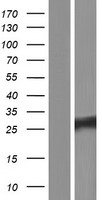 LOC729020 Protein - Western validation with an anti-DDK antibody * L: Control HEK293 lysate R: Over-expression lysate