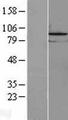 LOC81691 Protein - Western validation with an anti-DDK antibody * L: Control HEK293 lysate R: Over-expression lysate