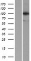 LONP1 / LON Protein - Western validation with an anti-DDK antibody * L: Control HEK293 lysate R: Over-expression lysate