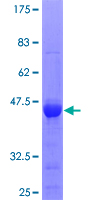 LONRF1 Protein - 12.5% SDS-PAGE Stained with Coomassie Blue.