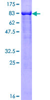 LONRF2 Protein - 12.5% SDS-PAGE of human LONRF2 stained with Coomassie Blue