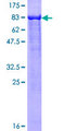 LONRF2 Protein - 12.5% SDS-PAGE of human LONRF2 stained with Coomassie Blue