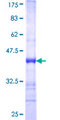 LONRF2 Protein - 12.5% SDS-PAGE Stained with Coomassie Blue.