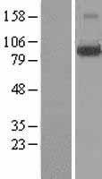 LONRF3 Protein - Western validation with an anti-DDK antibody * L: Control HEK293 lysate R: Over-expression lysate