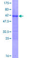 Loricrin Protein - 12.5% SDS-PAGE of human LOR stained with Coomassie Blue