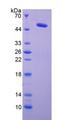 LOX / Lysyl Oxidase Protein - Recombinant Lysyl Oxidase By SDS-PAGE