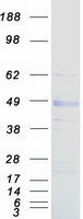 LOX / Lysyl Oxidase Protein - Purified recombinant protein LOX was analyzed by SDS-PAGE gel and Coomassie Blue Staining