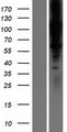 LOXL1 Protein - Western validation with an anti-DDK antibody * L: Control HEK293 lysate R: Over-expression lysate