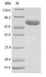 LOXL1 Protein - (Tris-Glycine gel) Discontinuous SDS-PAGE (reduced) with 5% enrichment gel and 15% separation gel.