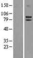 LOXL2 Protein - Western validation with an anti-DDK antibody * L: Control HEK293 lysate R: Over-expression lysate