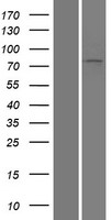 LOXL3 Protein - Western validation with an anti-DDK antibody * L: Control HEK293 lysate R: Over-expression lysate