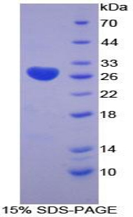 LOXL3 Protein - Recombinant Lysyl Oxidase Like Protein 3 By SDS-PAGE