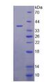 LPA / Lipoprotein a Protein - Recombinant  Lipoprotein, a By SDS-PAGE