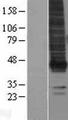 LPAR1 / LPA1 / EDG2 Protein - Western validation with an anti-DDK antibody * L: Control HEK293 lysate R: Over-expression lysate