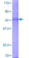 LPAR1 / LPA1 / EDG2 Protein - 12.5% SDS-PAGE of human LPAR1 stained with Coomassie Blue