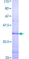 LPAR1 / LPA1 / EDG2 Protein - 12.5% SDS-PAGE Stained with Coomassie Blue.