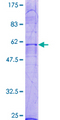 LPAR2 / EDG4 Protein - 12.5% SDS-PAGE of human EDG4 stained with Coomassie Blue