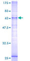 LPAR5 / GPR92 Protein - 12.5% SDS-PAGE of human GPR92 stained with Coomassie Blue