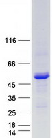 LPCAT2 Protein - Purified recombinant protein LPCAT2 was analyzed by SDS-PAGE gel and Coomassie Blue Staining