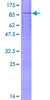 LPCAT4 Protein - 12.5% SDS-PAGE of human AGPAT7 stained with Coomassie Blue