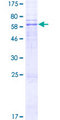 LPGAT1 Protein - 12.5% SDS-PAGE of human LPGAT1 stained with Coomassie Blue