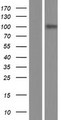 LPIN1 / Lipin 1 Protein - Western validation with an anti-DDK antibody * L: Control HEK293 lysate R: Over-expression lysate