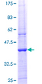 LPIN1 / Lipin 1 Protein - 12.5% SDS-PAGE Stained with Coomassie Blue.
