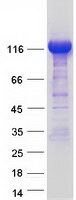 LPIN1 / Lipin 1 Protein - Purified recombinant protein LPIN1 was analyzed by SDS-PAGE gel and Coomassie Blue Staining