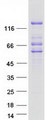 LPIN2 / Lipin 2 Protein - Purified recombinant protein LPIN2 was analyzed by SDS-PAGE gel and Coomassie Blue Staining